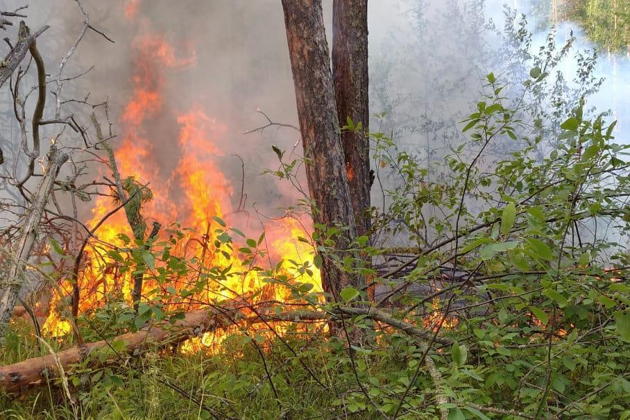 За сутки в Башкирии обнаружили пять лесных пожаров: два из них еще действуют