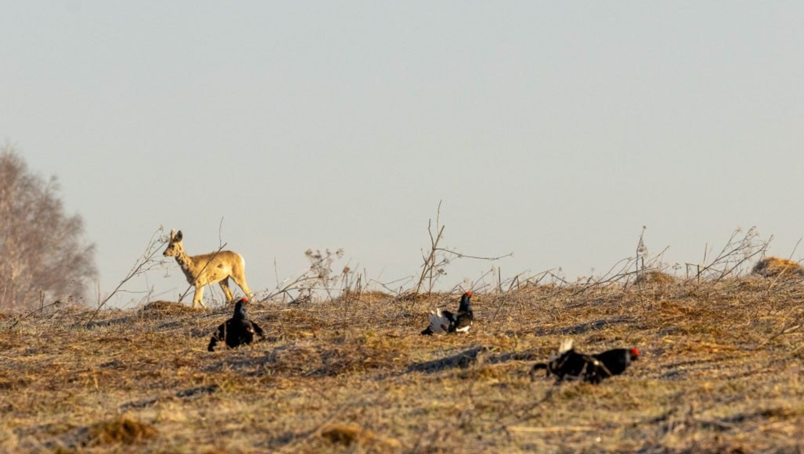 В нацпарке «Башкирия» косуля не помешала брачным играм тетеревов