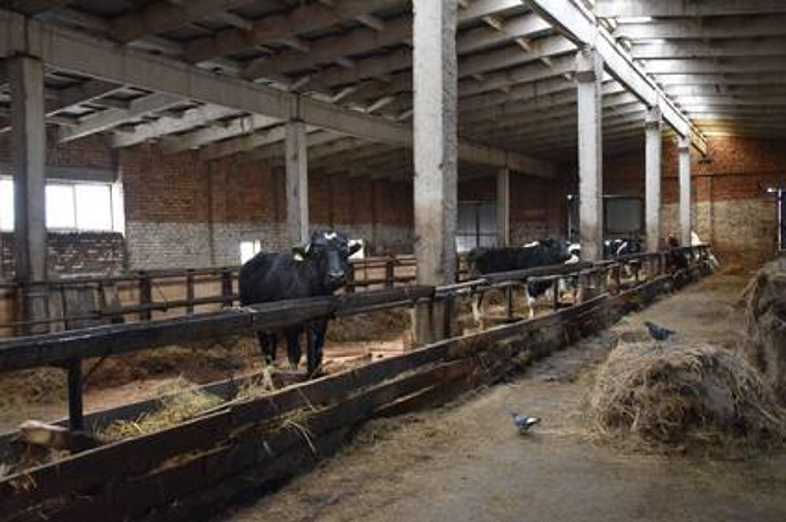 Фермер из Башкортостана получил муниципальную субсидию на развитие хозяйства