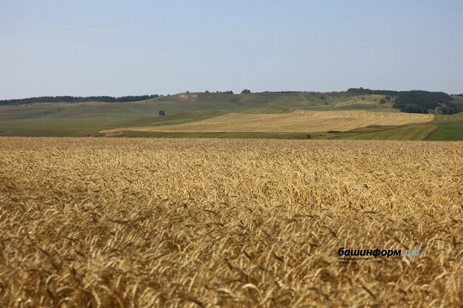Башкирия вдвое увеличила экспорт зерна