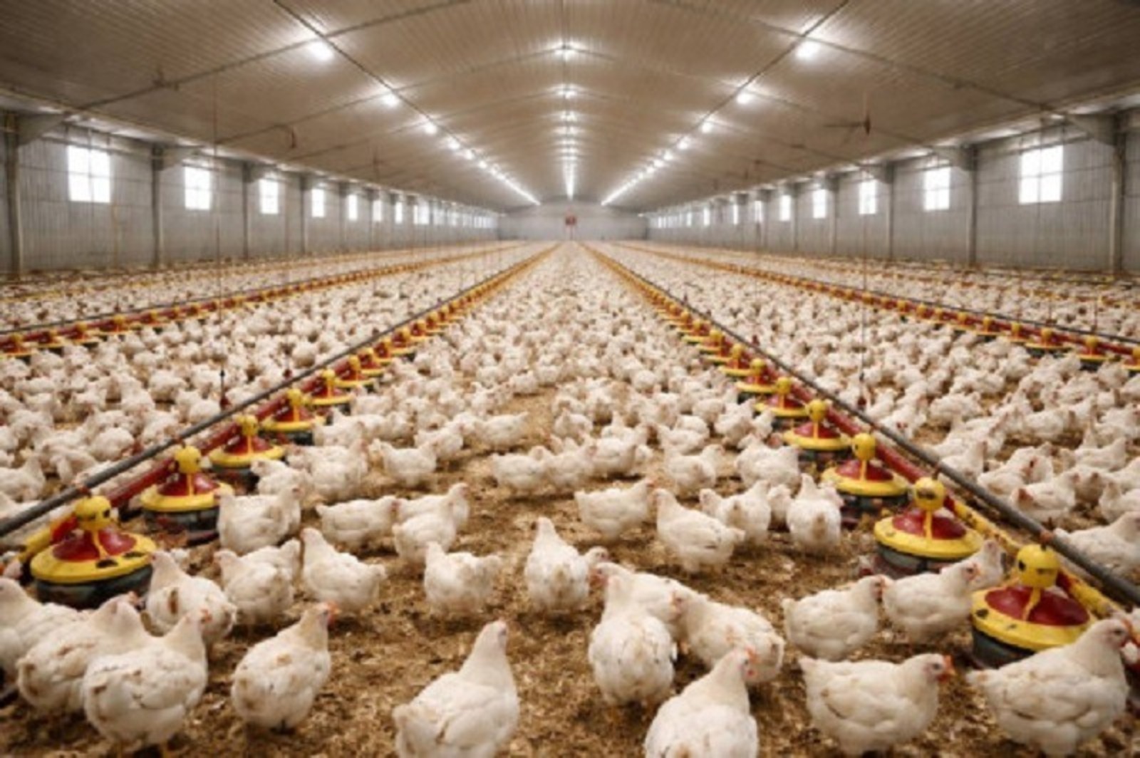 В Башкирии предложили инвестировать в птицеводческий комплекс