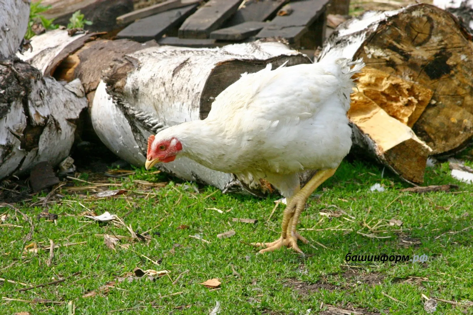 Башкирские куры «полетели» в Таджикистан