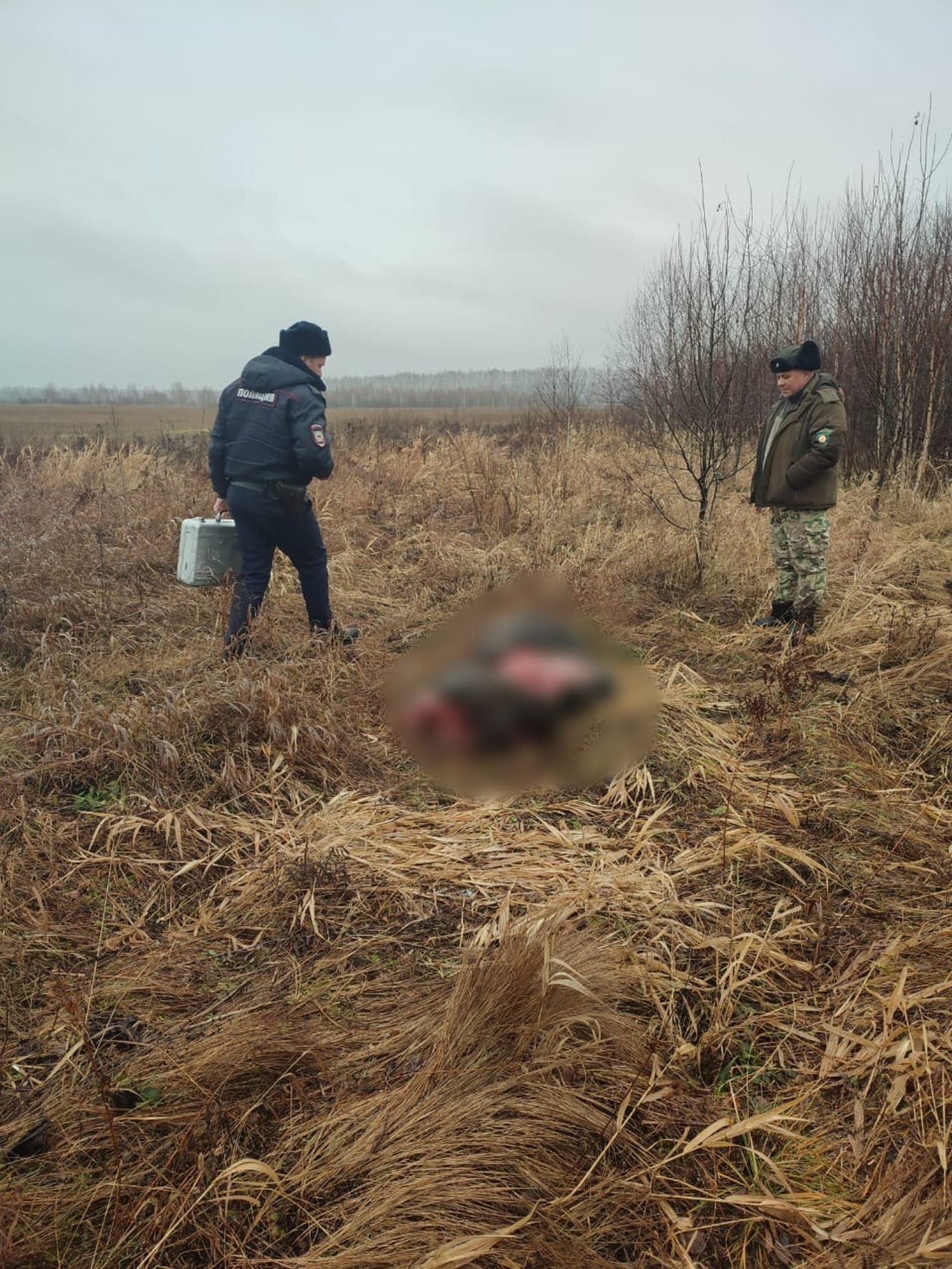 Браконьеры убили лосей в Иглинском районе Башкирии минэкологии РБ