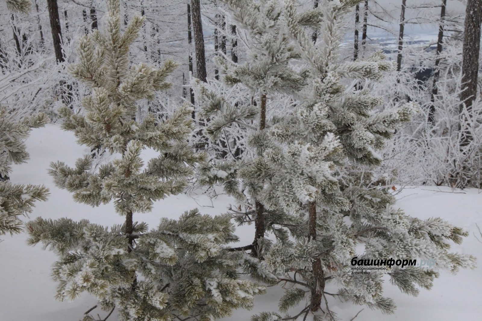 В Башкирии синоптики дали подробный прогноз погоды на январь