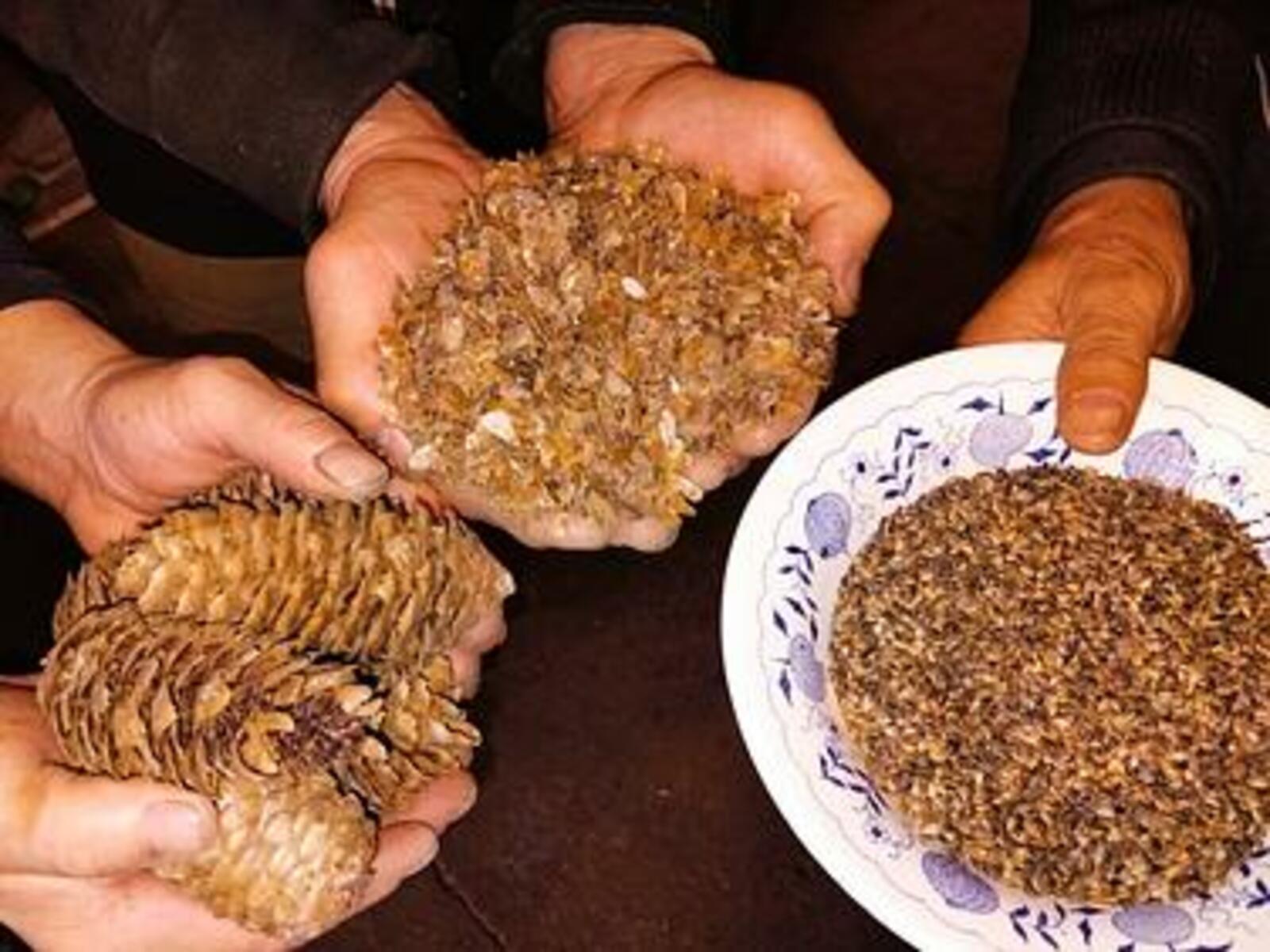 В Бураевском районе переработали 16 тонн шишек