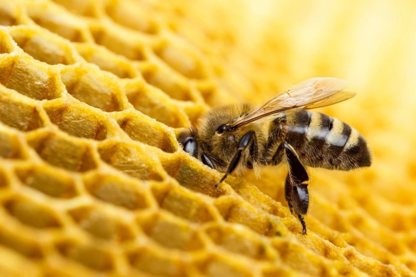 20 мая — Всемирный день пчел